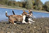 CORGI CARDIGAN 101